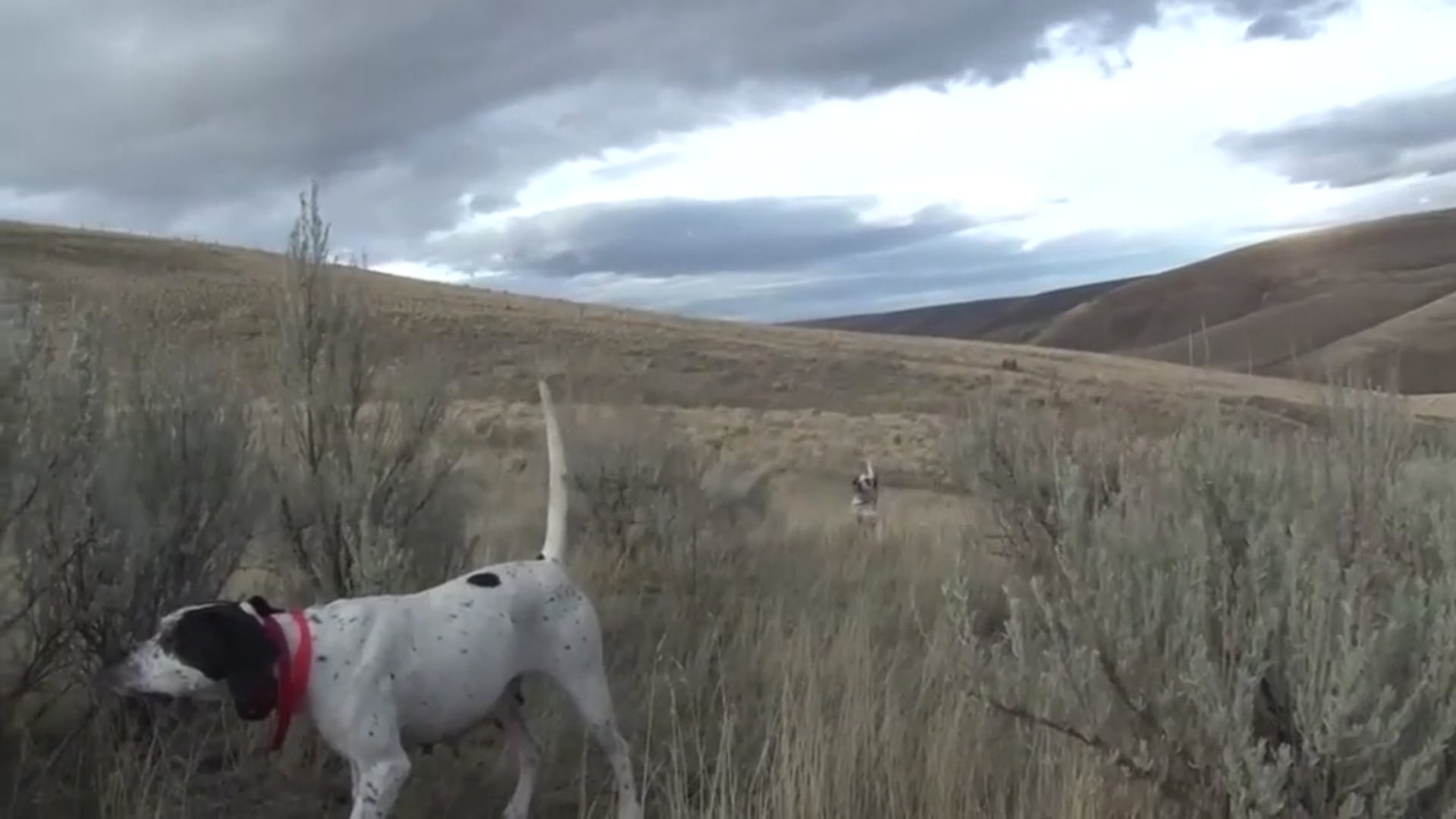 Scott Linden's Upland Nation - Season 1 - Episode 66 - Two Tips to Public Access Bird Hunting
