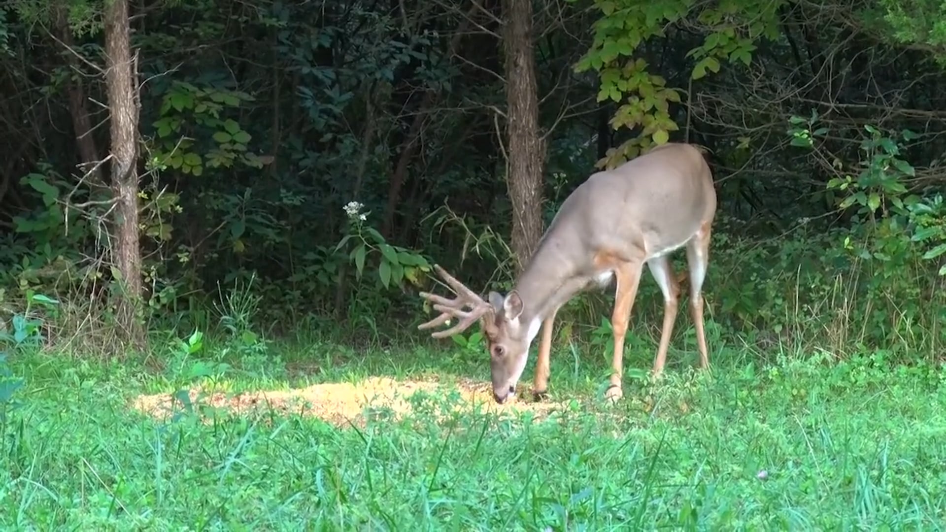 Through the Eyes of the Hunter - Episode 39 - Rick White's 2022 Kentucky Bowhunt