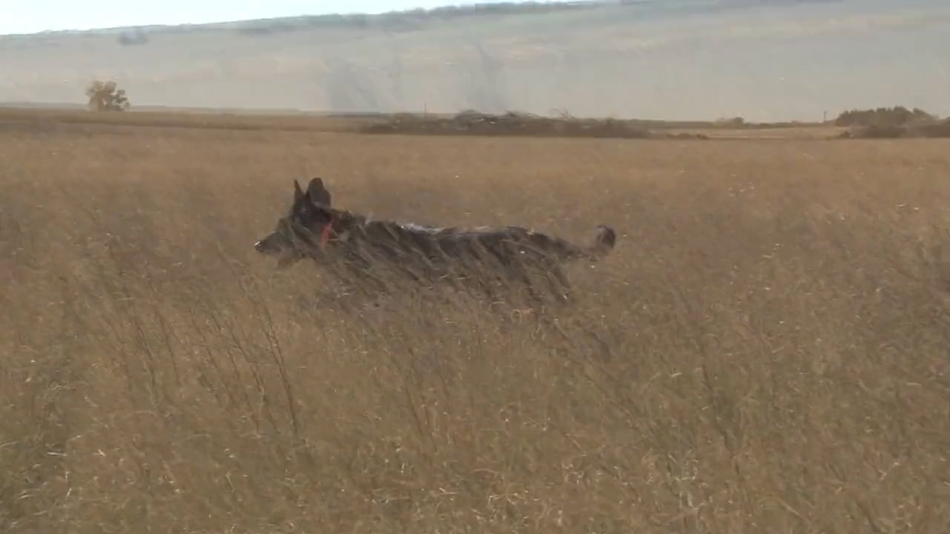 Scott Linden's Upland Nation - Season 1 - Episode 49 - ROAD TRIP! Four tips make your bird hunting more fun, safer, and producti