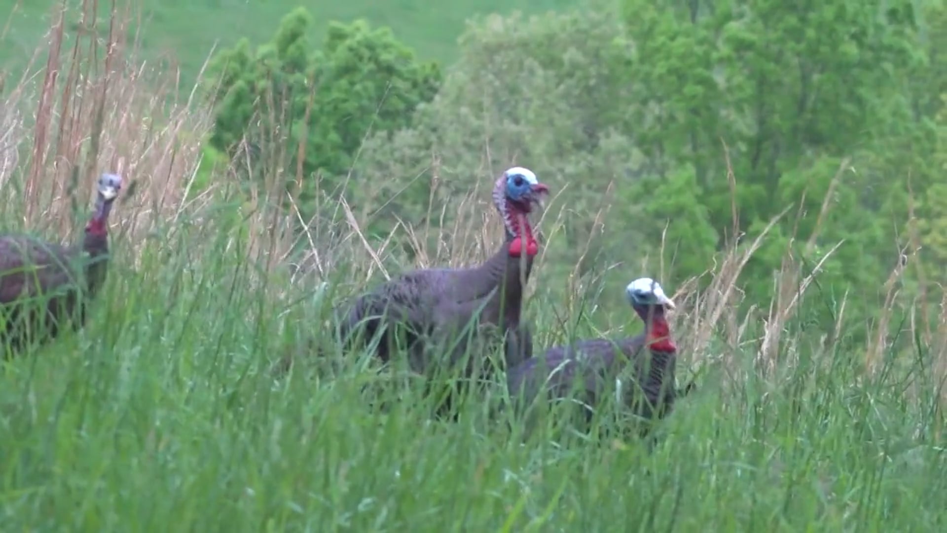 Aaron Outdoors - Season 7 - Episode 7 - Tagged Out!