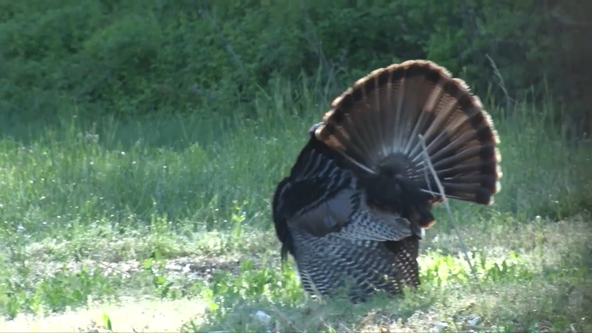Aaron Outdoors - Season 7 - Episode 6 - Dad's Double Beard