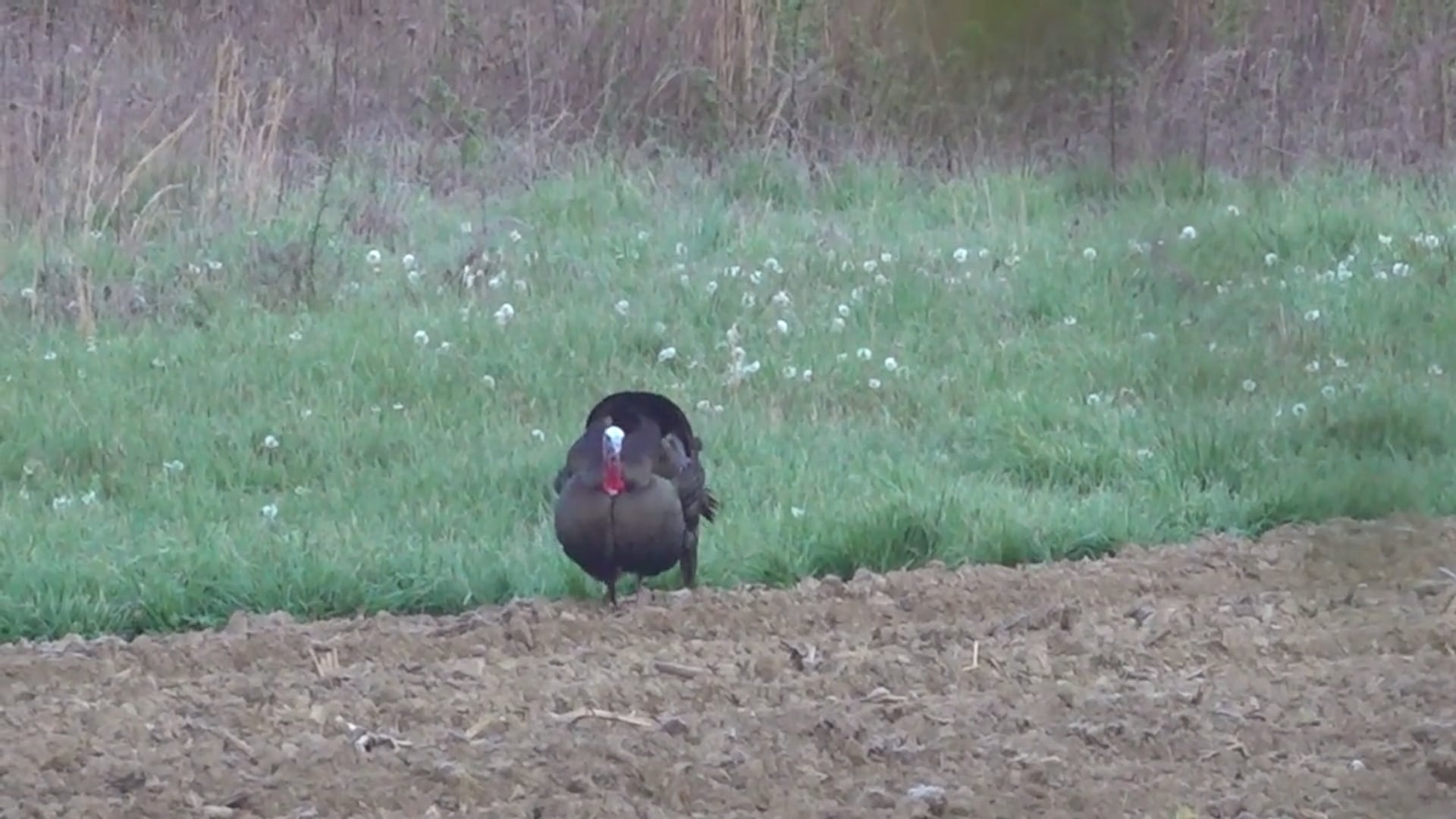 Aaron Outdoors - Season 7 - Episode 5 - Calling All Longbeards