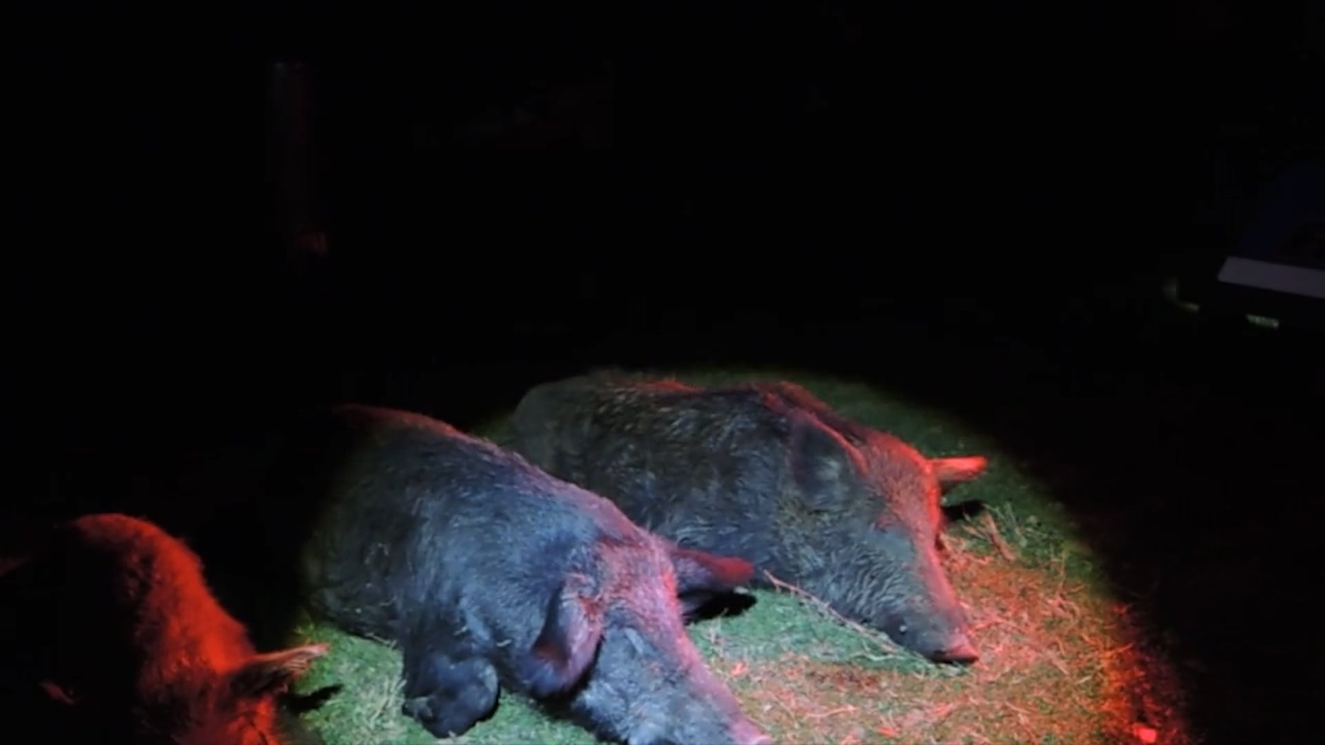 704 Outdoors - Season 8 - Episode 3 - The Grind Night 2 of Wild Hog Hunting in Texas