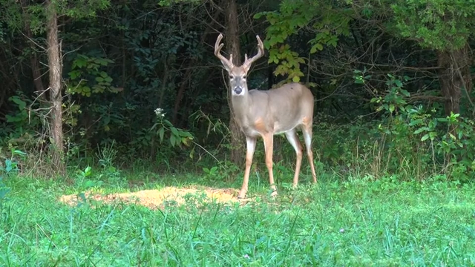 Through the Eyes of the Hunter - Episode 39 - Rick White's 2022 Kentucky Bowhunt