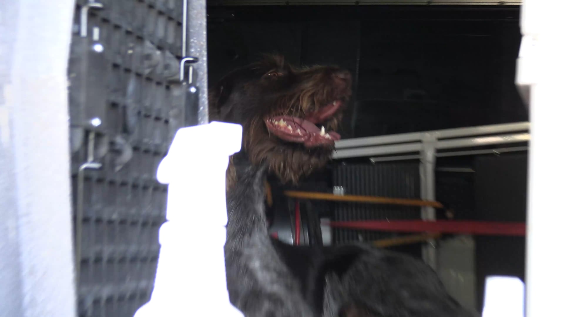 Scott Linden's Upland Nation - Season 1 - Episode 38 - Bird dog emergencies when to stay and when to go to the vet