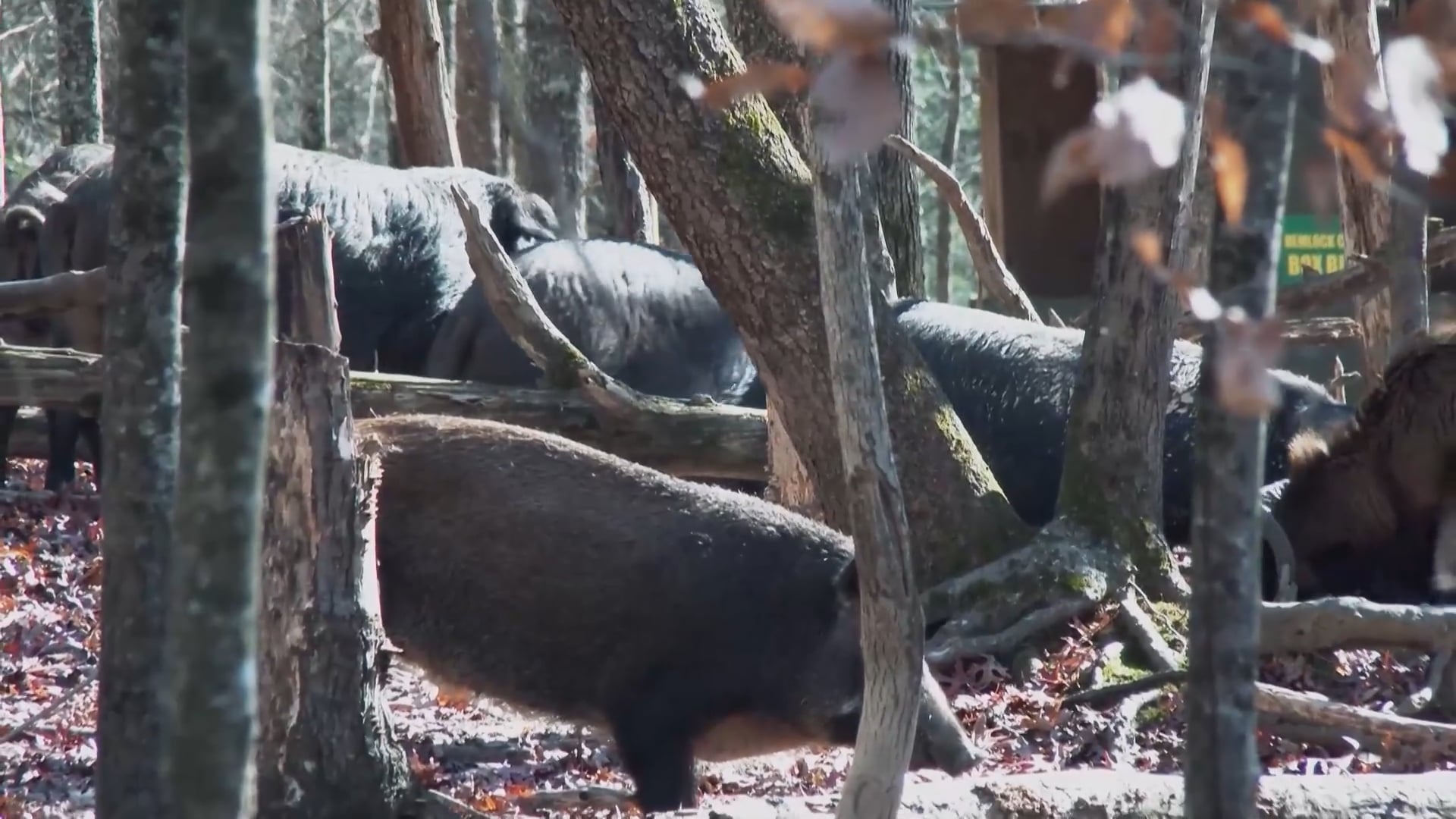 Beyond The Bar - Season 3 - Episode 11 - TN Monster Hawgs Part 1