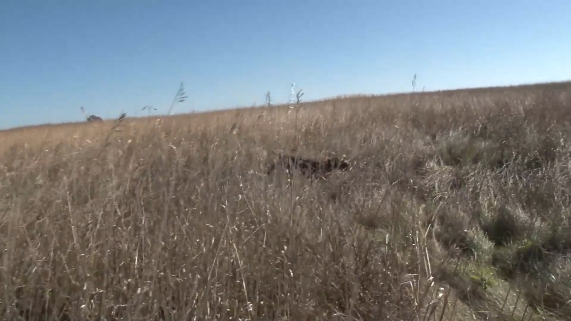 Scott Linden's Upland Nation - Season 1 - Episode 33 - Flick's first pheasant