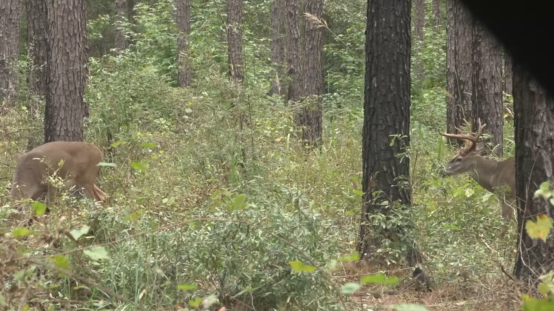 Backwoods Life - Season 18 - Episode 1.mp4