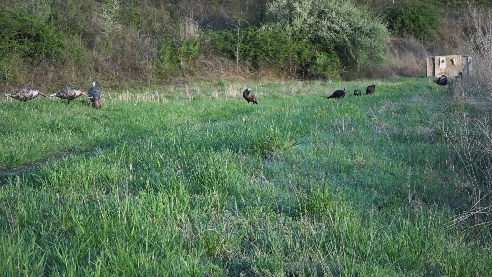 Beyond The Bar - Season 3 - Episode 2 - Punching Turkey Tags in the KY Youth Season