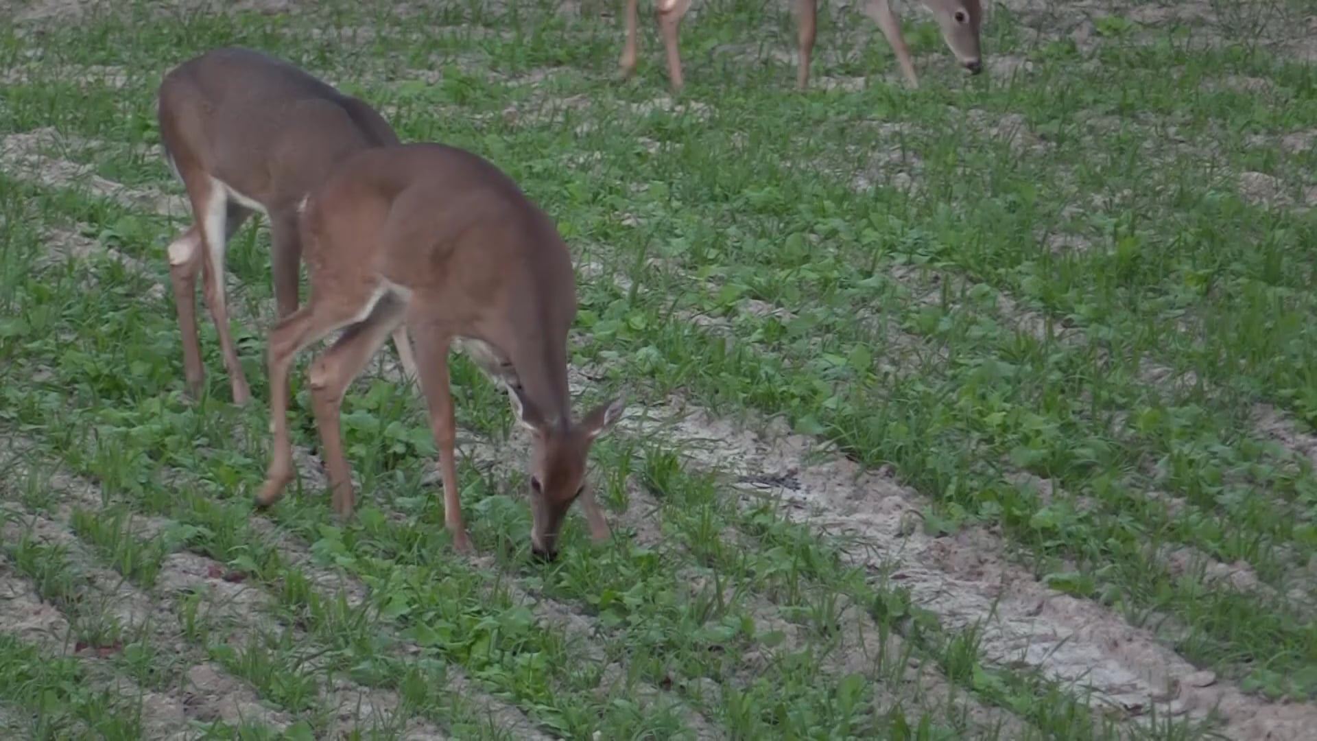 Backwoods Life - Season 17 - Episode 4 - Family Farm