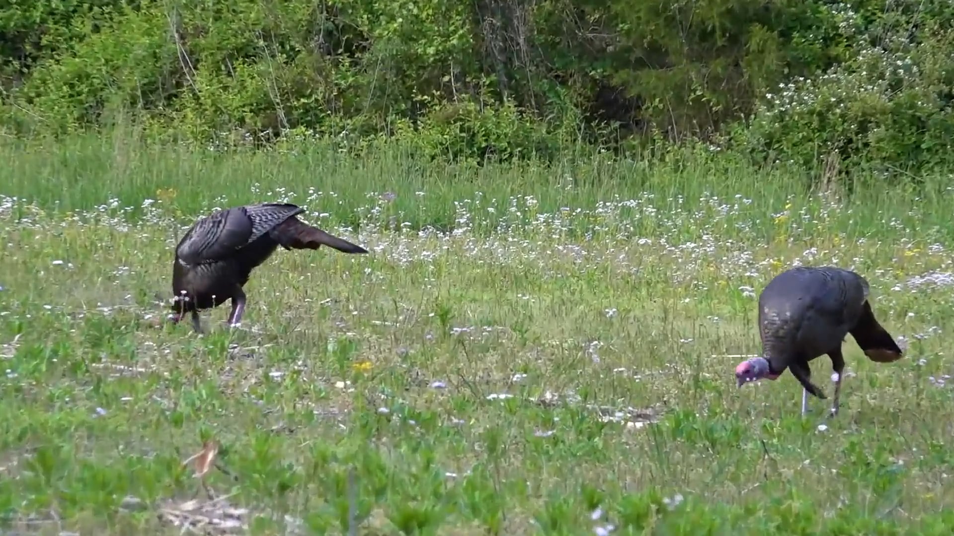 Aaron Outdoors - Season 6 - Episode 8 - Turkey Tour FInale