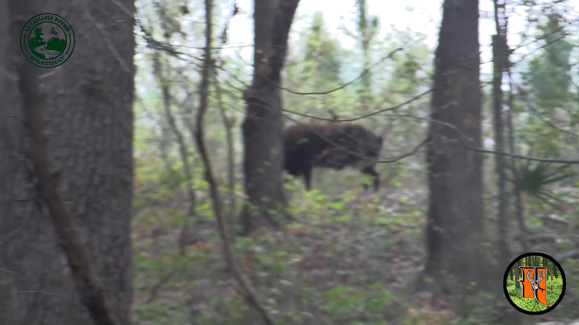 Altamaha River Sportman - Season 1 - Episode 1 - Hogs For Turkeys