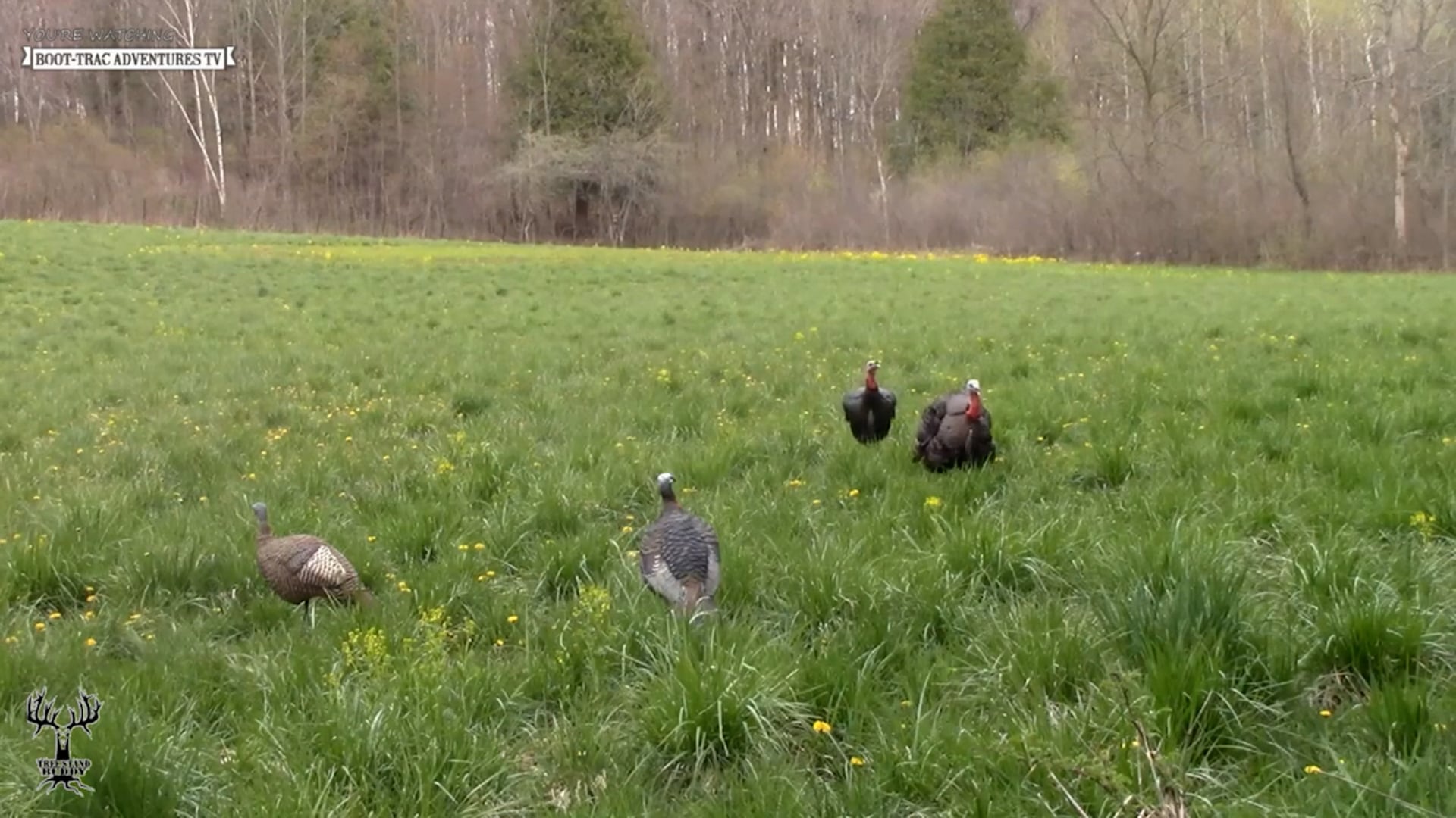 Boot-Trac Adventures - Season 5 - Episode 8 - Ruffling Feathers!
