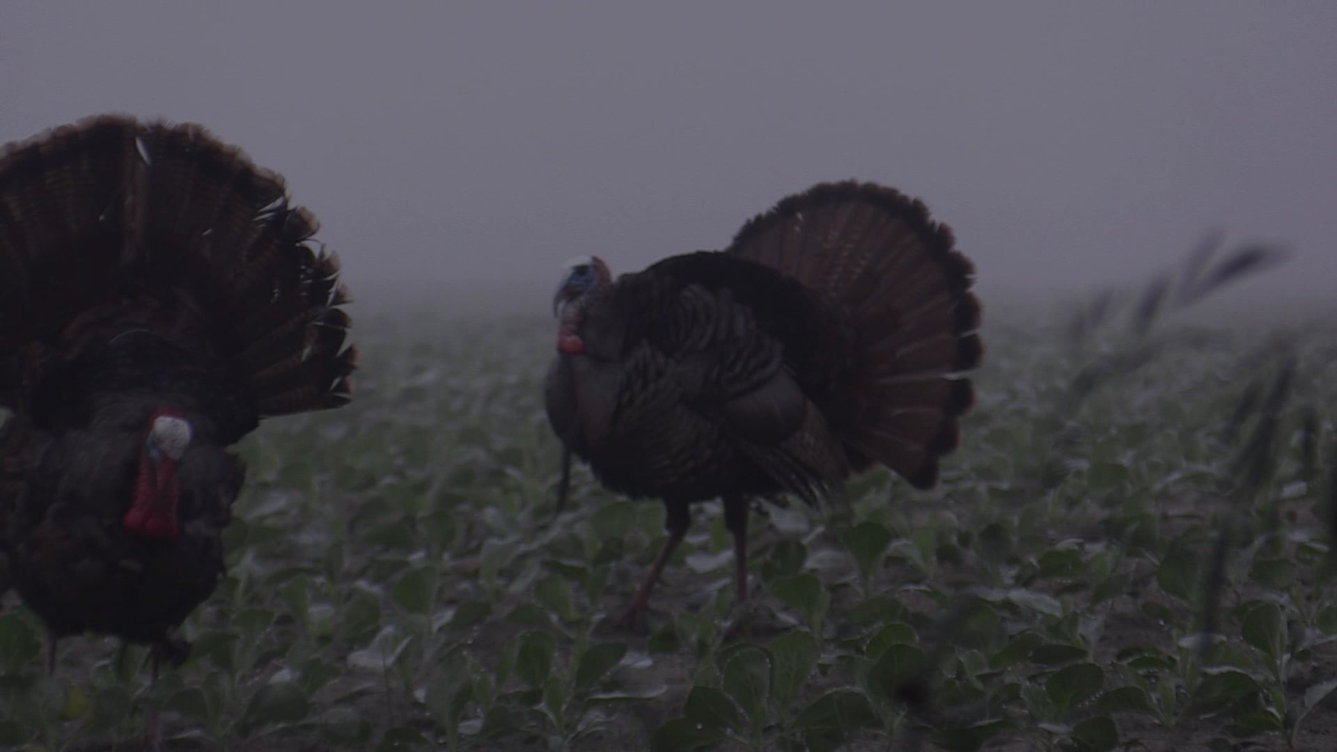 Altamaha River Sportman - Season 2 - Episode 6 - Turkey, Turkey, Turkey