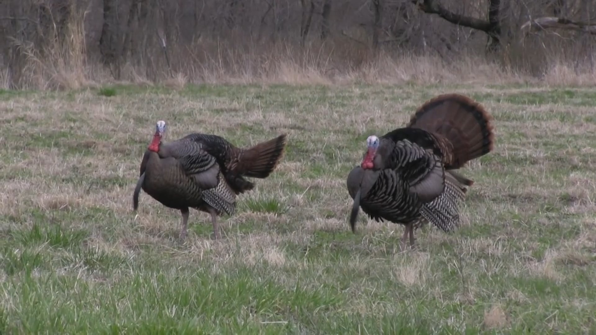 Victory Outdoors Season 6 - Episode 3 - MISSOURI MIDDAY SUCCESS