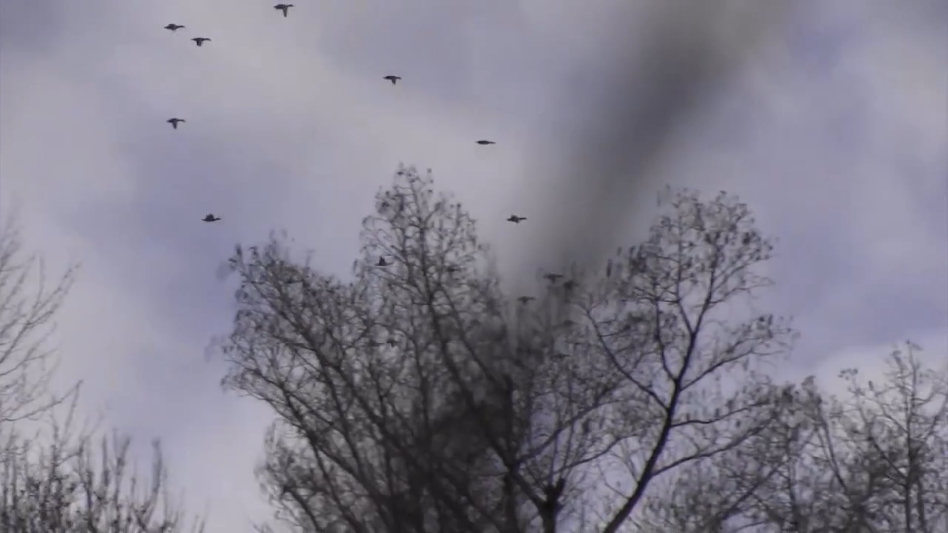 Living the Dream Outdoors - Season 1 - Episode 2 - Duck Hunting on the Black River