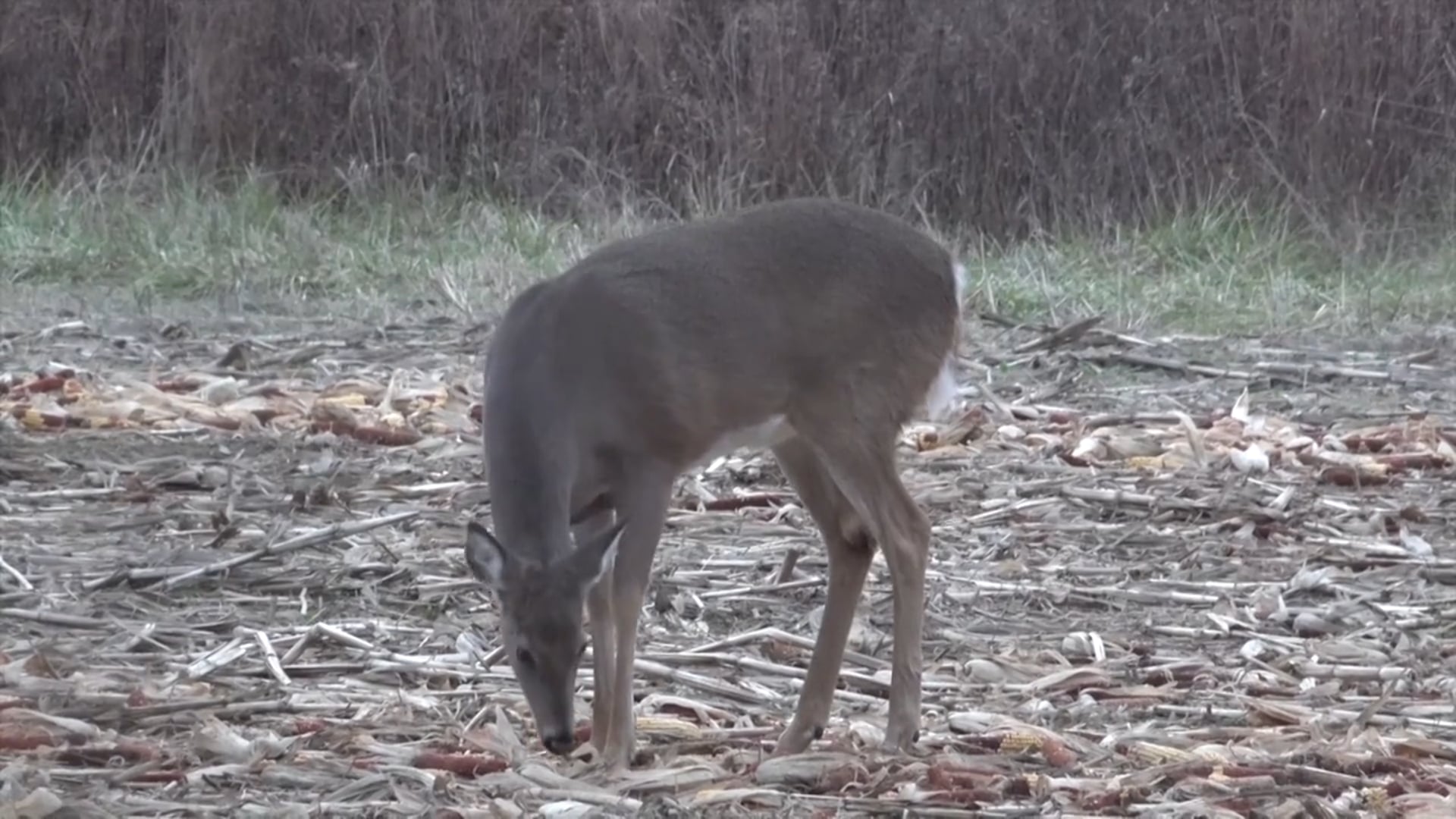 Aaron Outdoors - Season 5 - Episode 10 - BBD