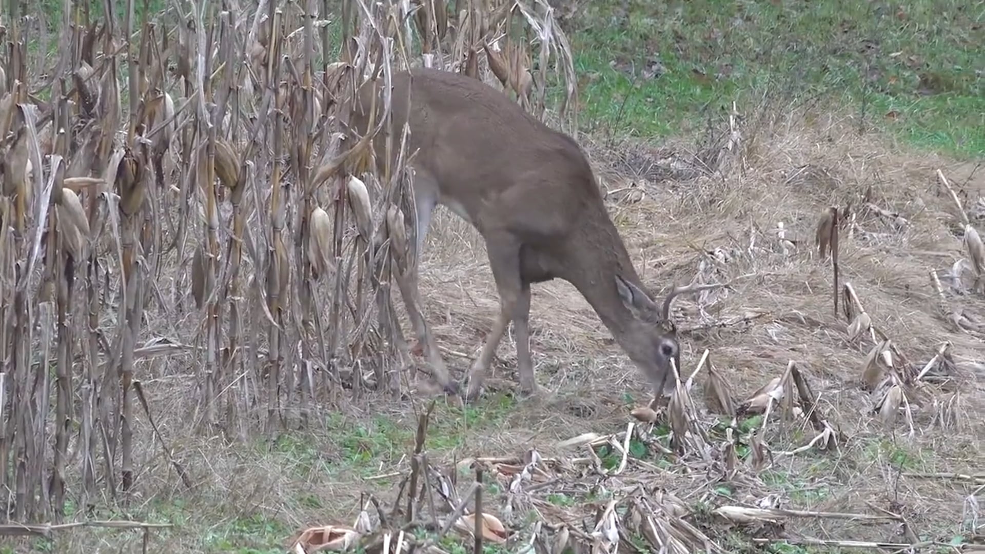 Aaron Outdoors - Season 5 - Episode 9 - Nine Lives
