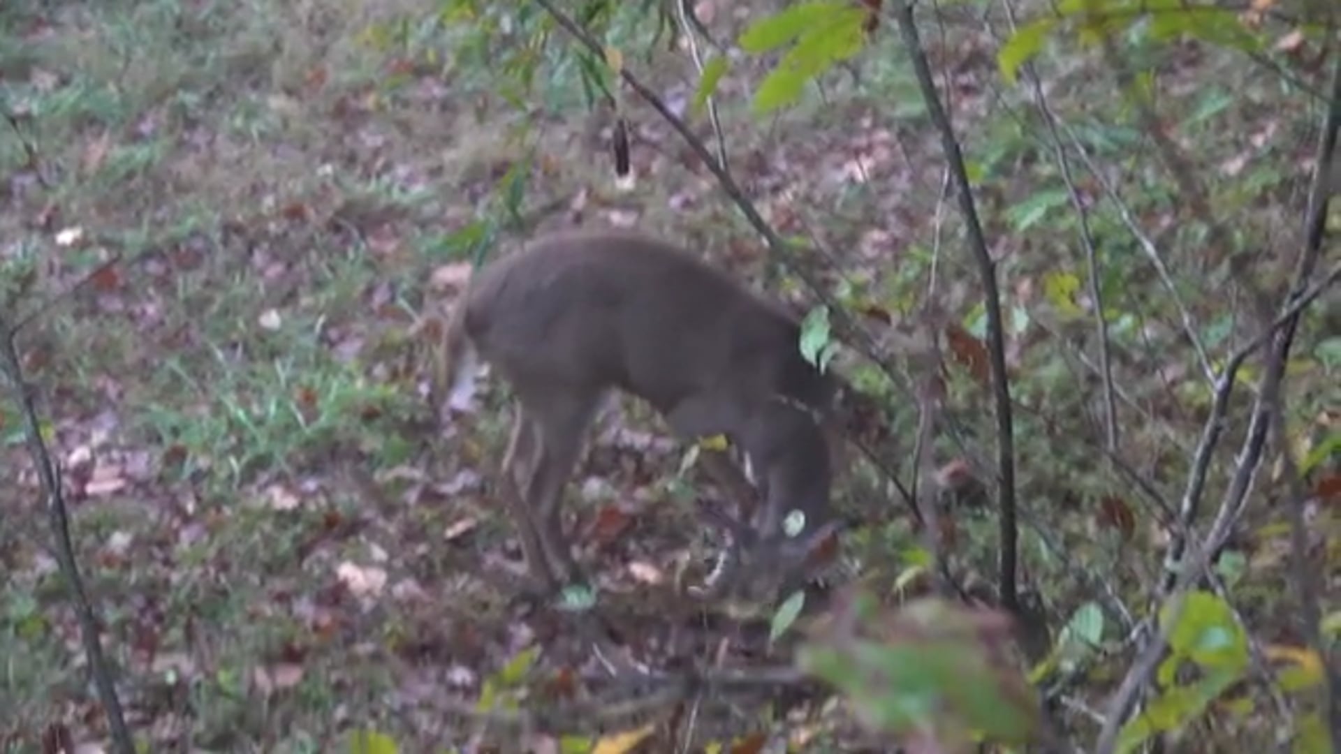 Aaron Outdoors - Season 5 - Episode 8 - Wild Whitetails