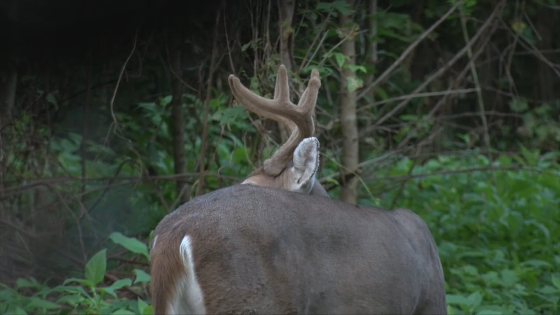 Aaron Outdoors - Season 5 - Episode 7 - Reap what you Sew