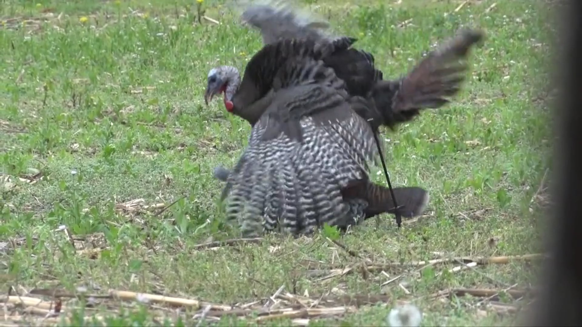 Aaron Outdoors - Season 5 - Episode 2 - The Turkey Opener