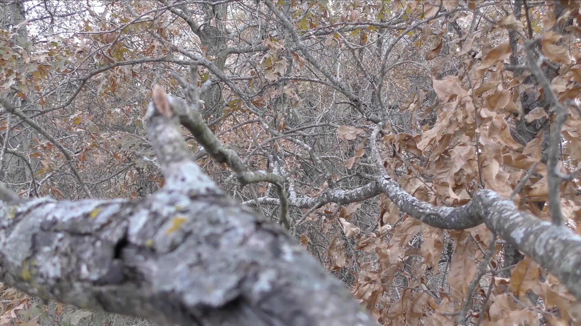 All Seasons Pursuit - Episode 4 - Big Buck Down