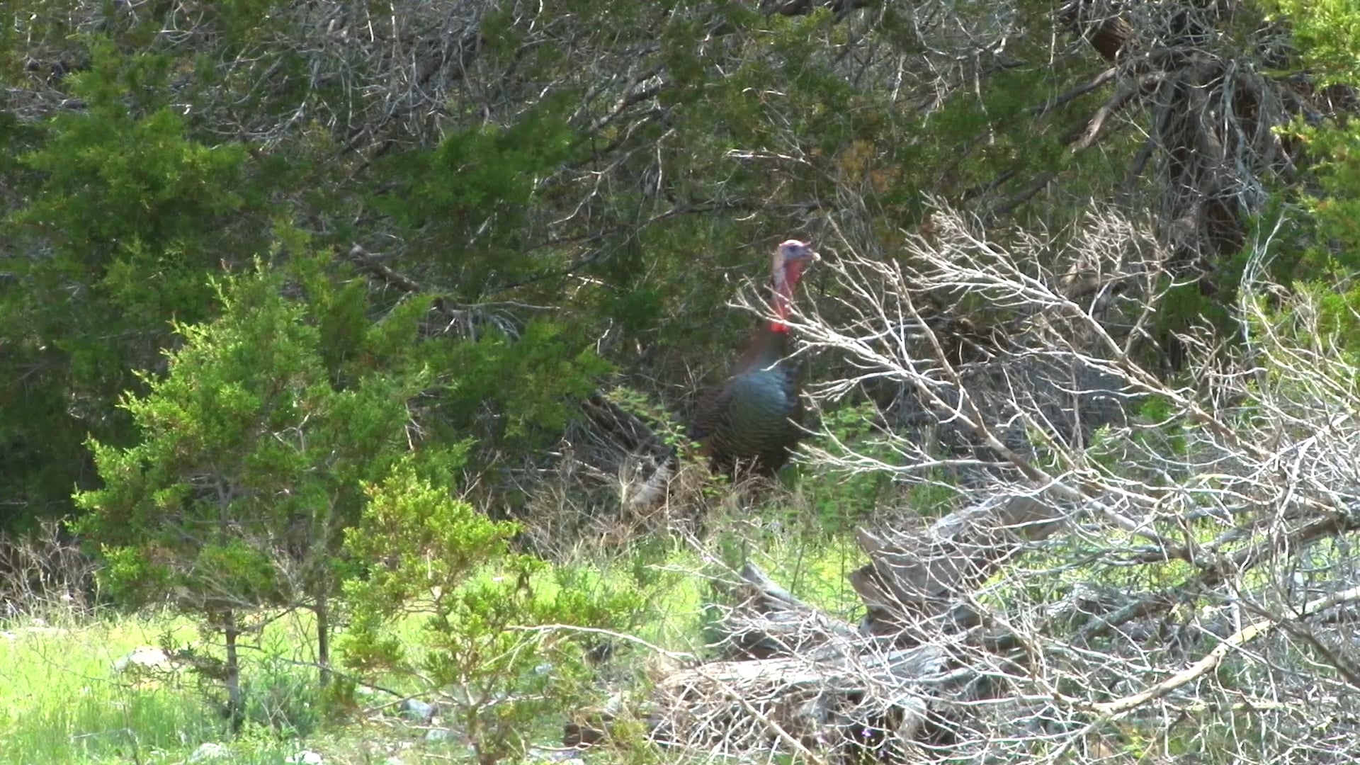 Backwoods Life - Episode 10 - Turkey 2
