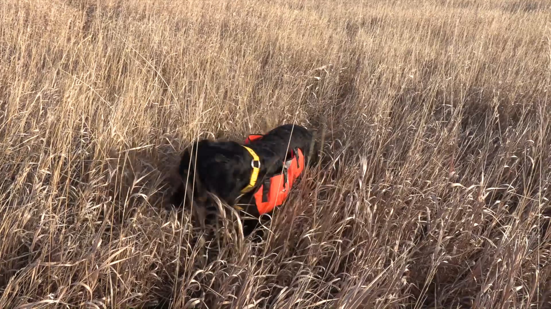 BootprintsTV - Episode 09 - Wyoming Pheasant