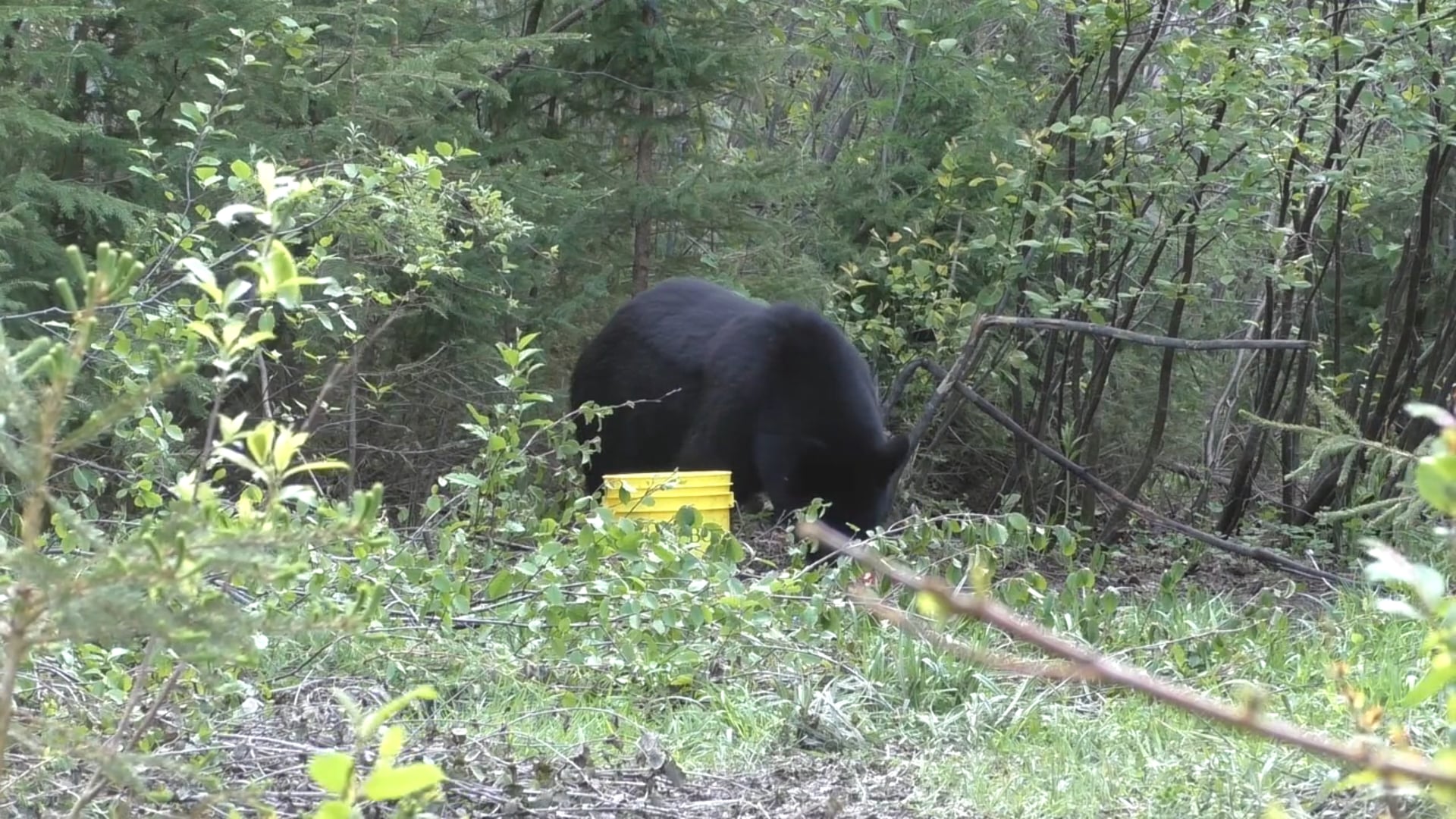 All Seasons Pursuit - Season 3 - Episode 8 - Jonathan & Phillip Canada's Black Bear Hunt