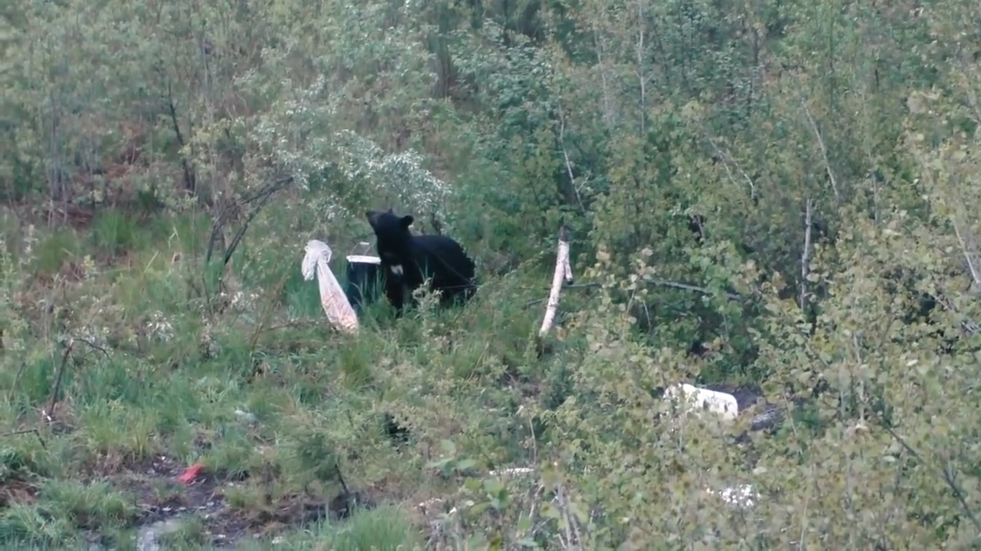 All Seasons Pursuit - Brandon & Titus Bear Hunting Huff Lake