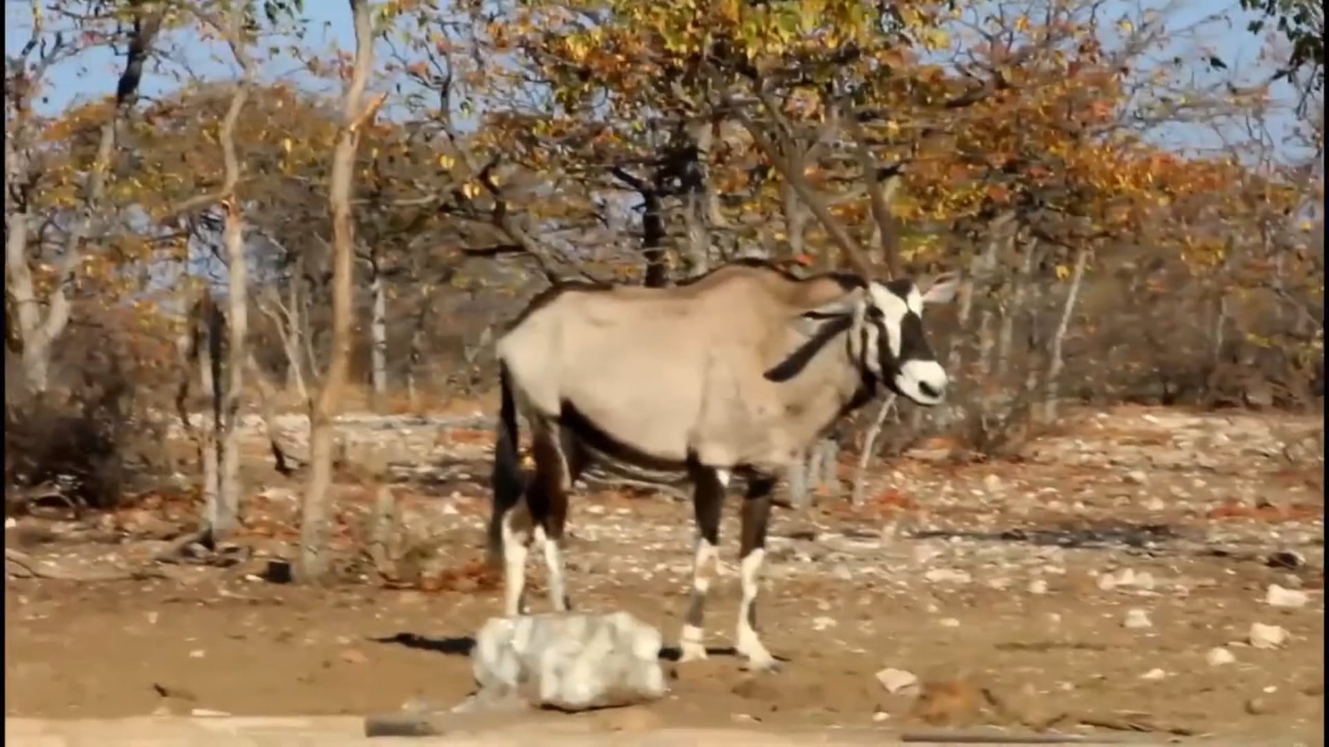 Jason Houser Outdoors - Hunting in South Africa