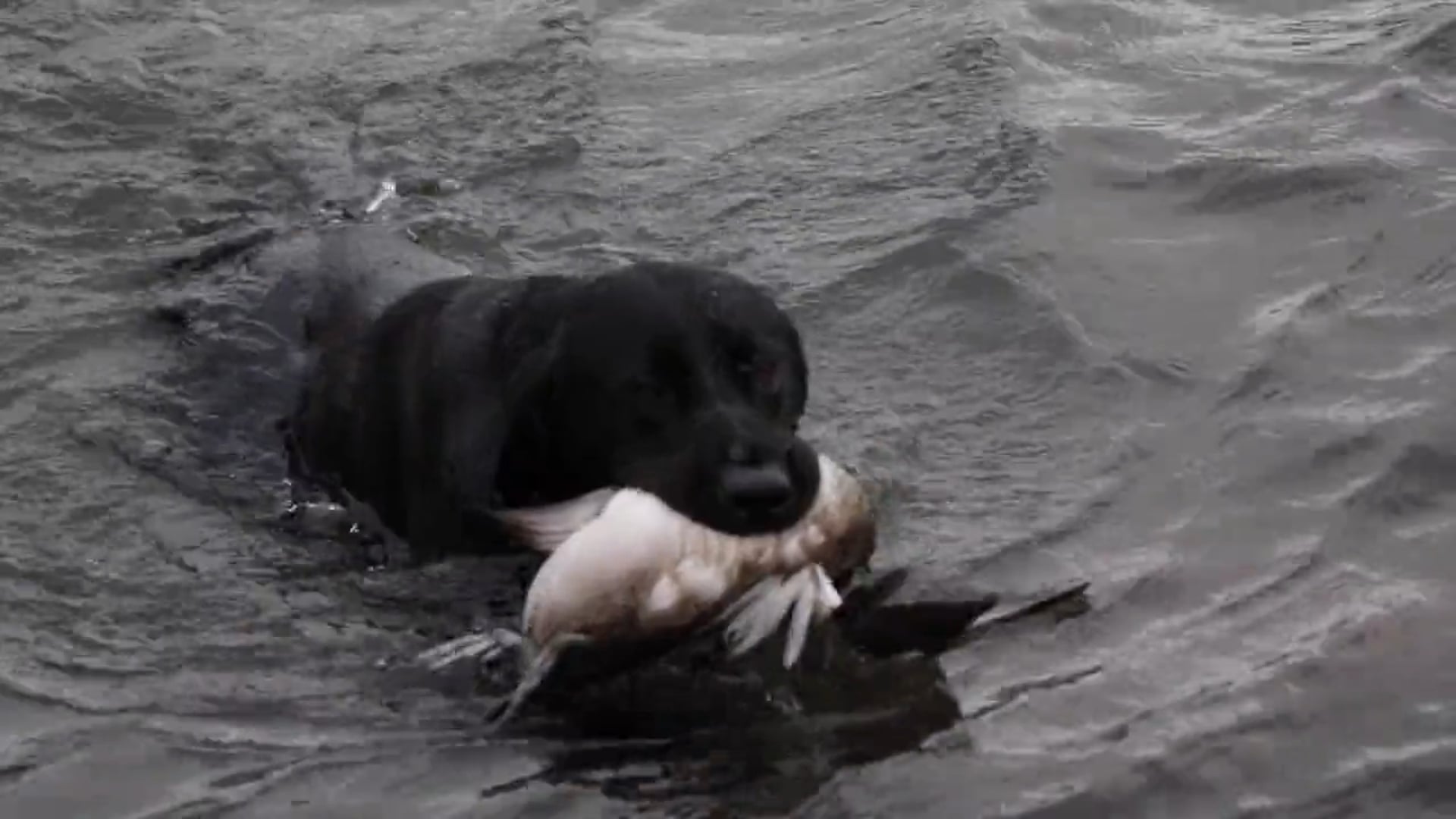 Long Hollow Outdoors - Divers Ducks with Desmond