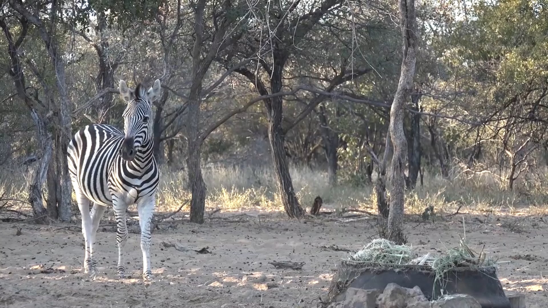 Team NXG - African Arrow Safaris Day 4