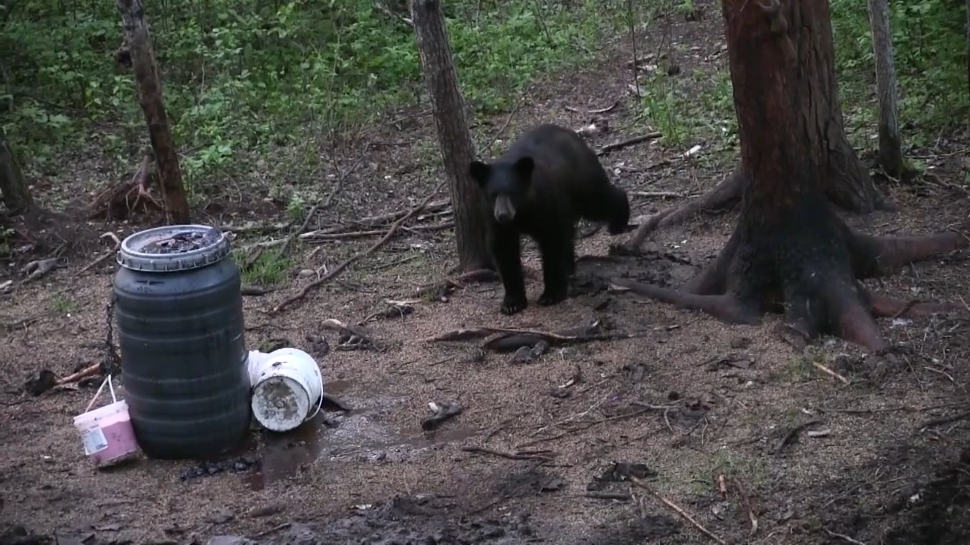8 Up With It Outdoors - Saskatchewan Bear Hunt At Spirit Creek Outfitters