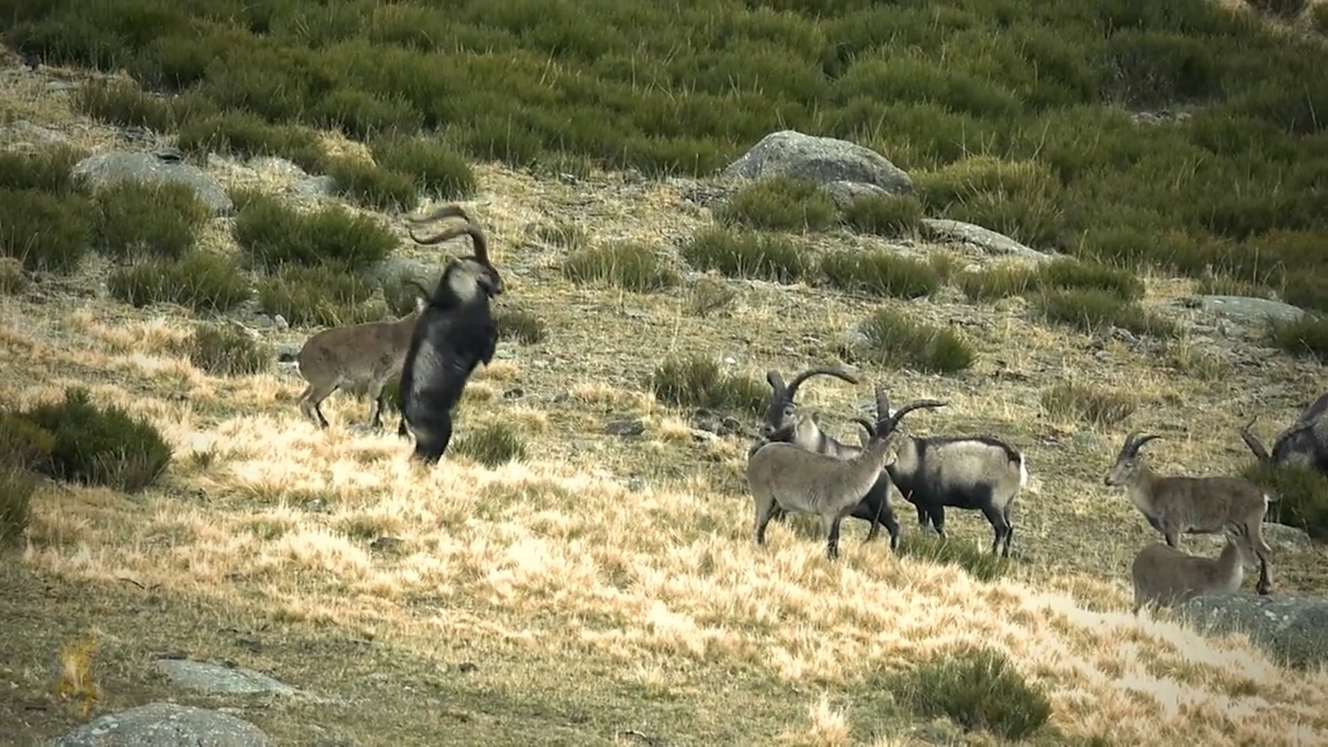 Boundless Hunting - Return To Spain