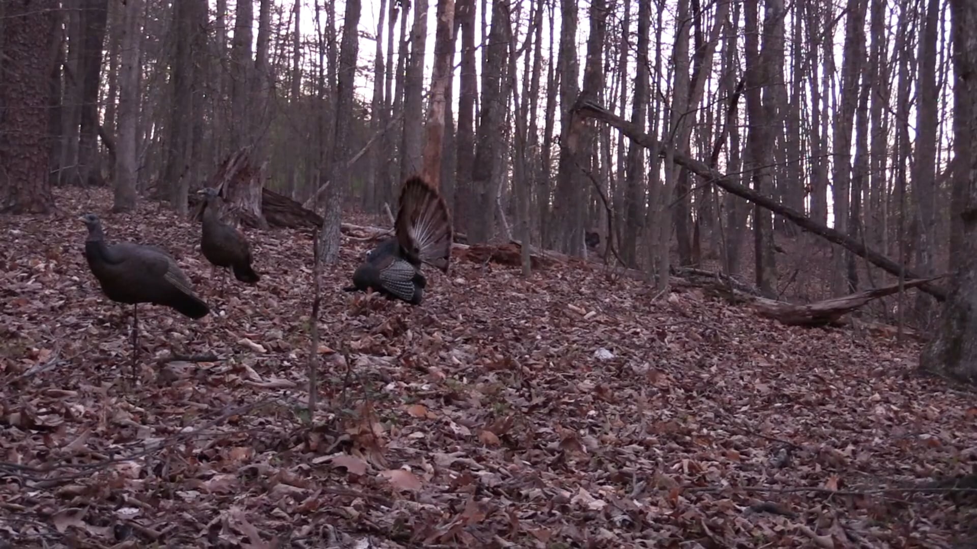 704 Outdoors - Calling Turkeys and Trapping Wild Hogs