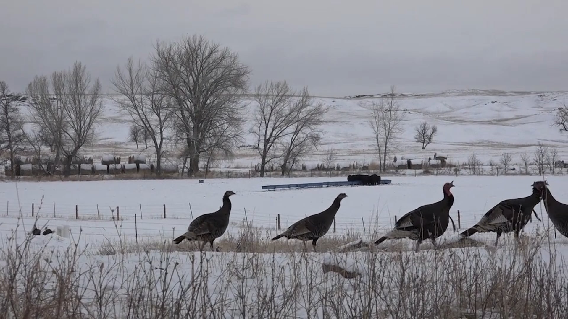 Outdoor Junkies TV - Bowhunting Merriam's in Nebraska