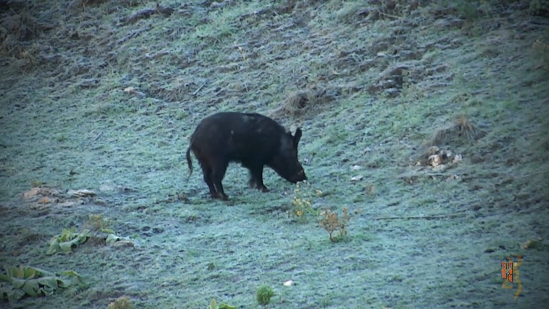Boundless Webisodes - High Ridge Hog Shot
