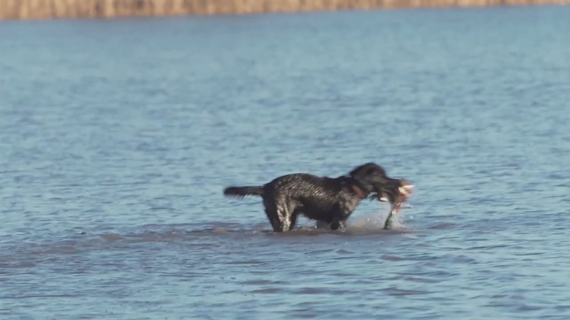 Real South Hunting - Arkansas Ducks