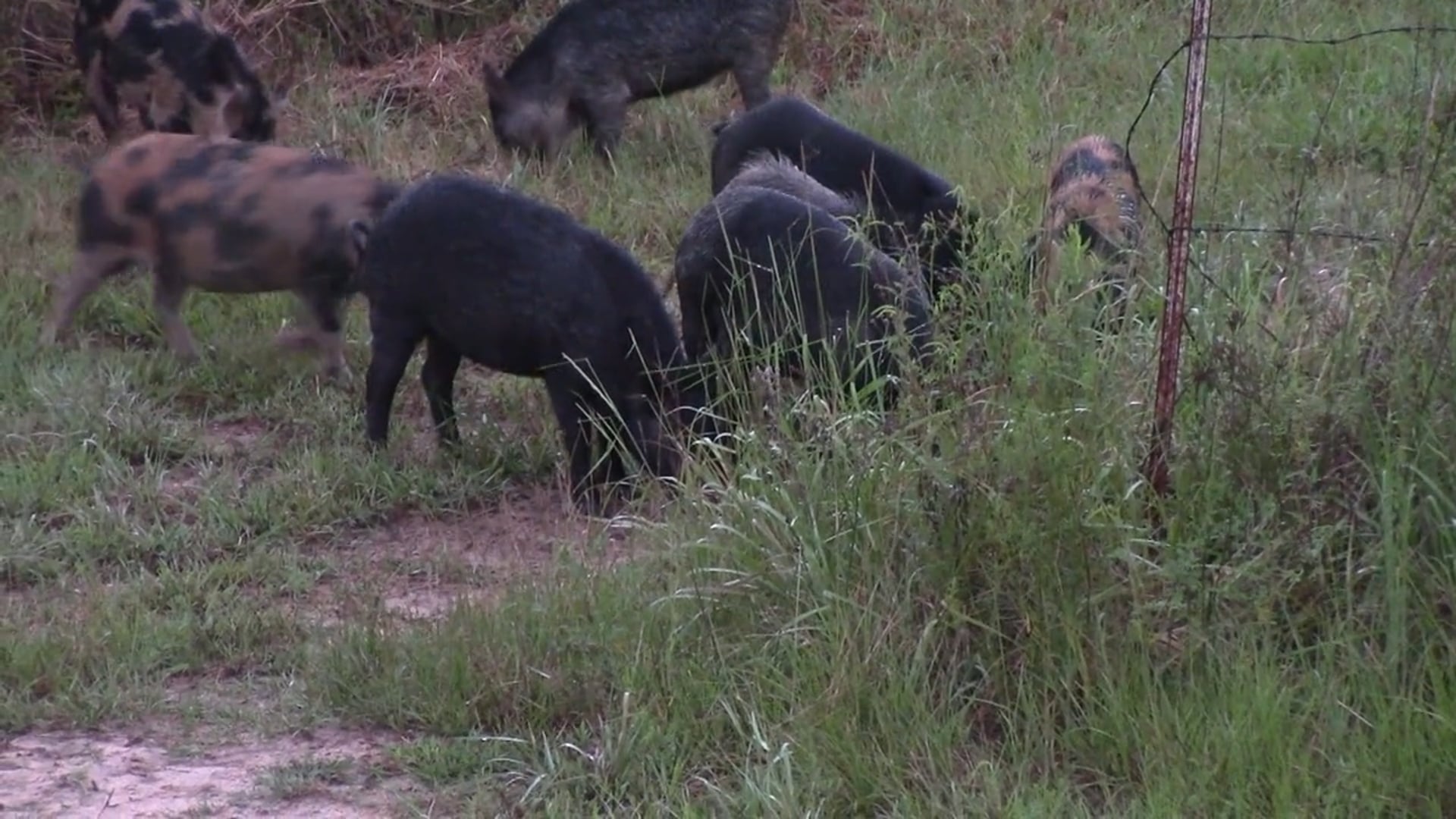 Big E TV - Hog Huntin at Gum Log Plantation