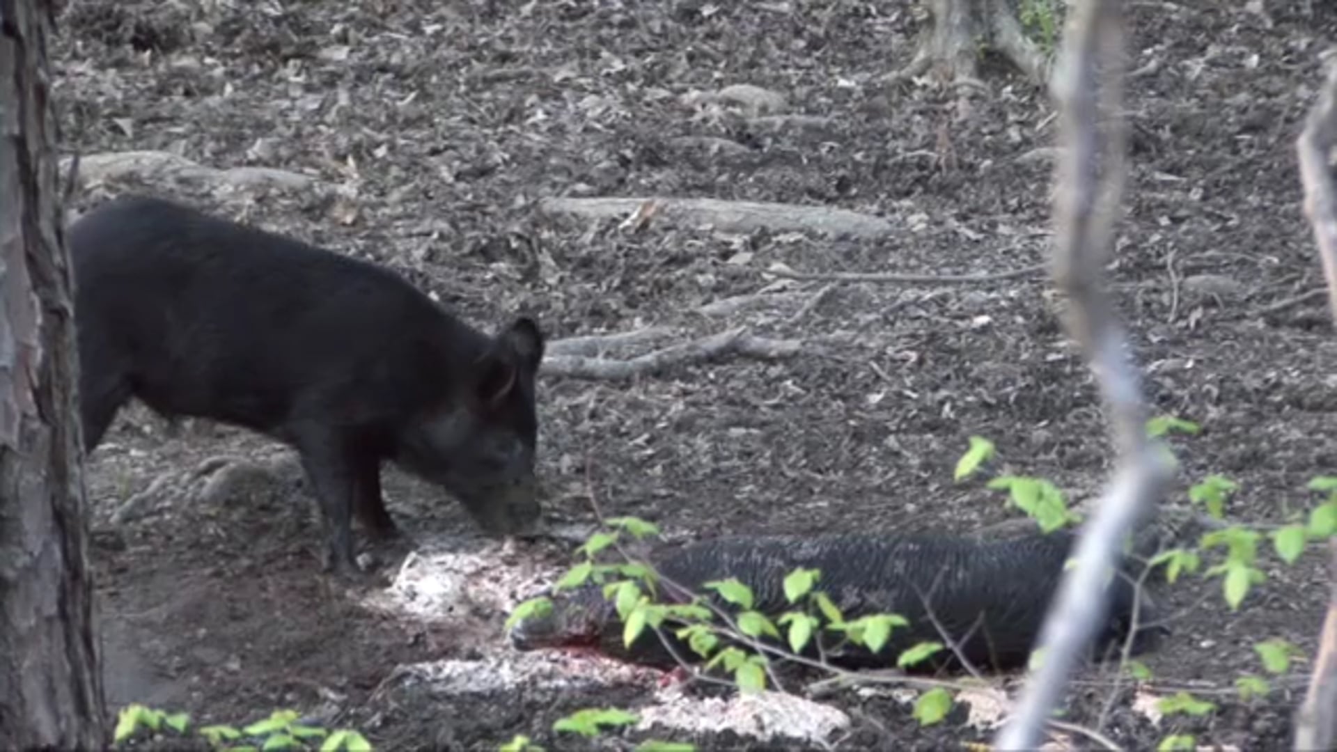 704 Outdoors - Wild Hog Removal