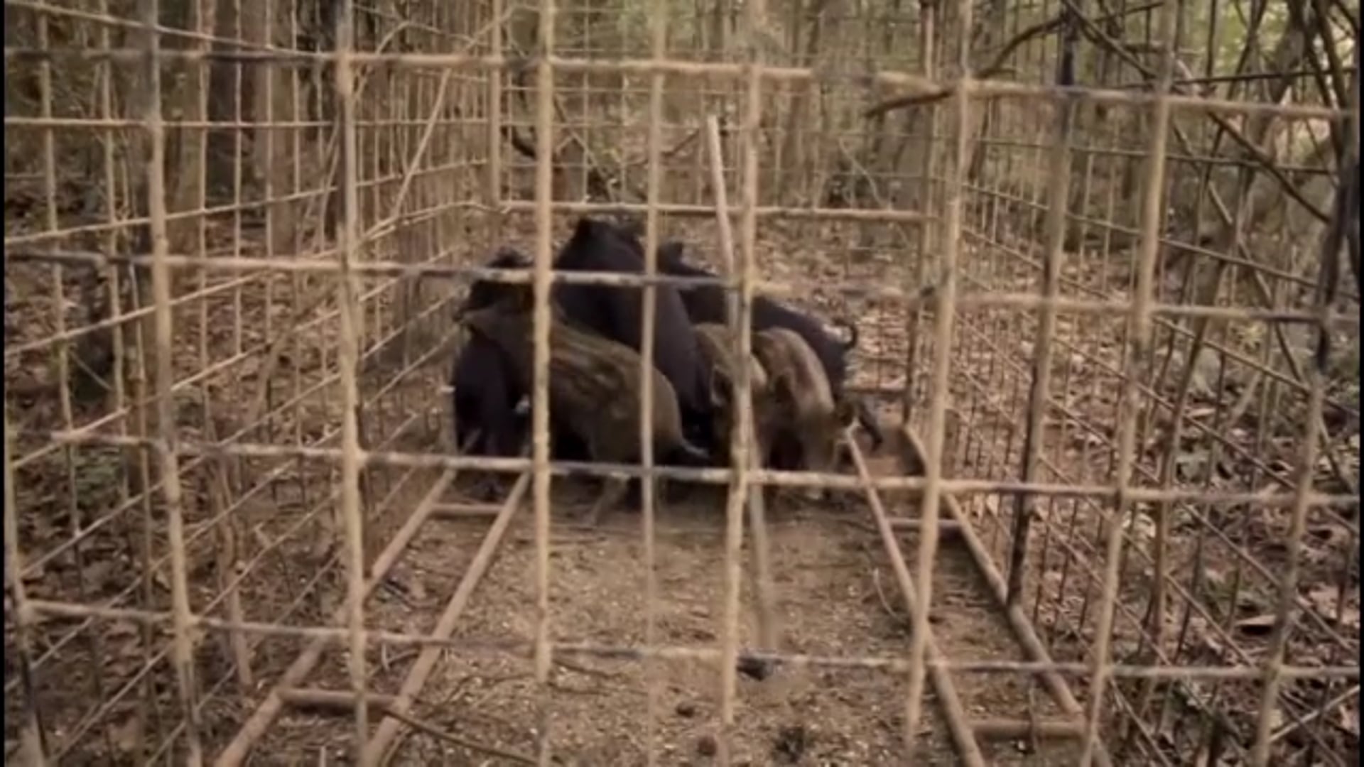 704 Outdoors - Trapping Wild Hogs