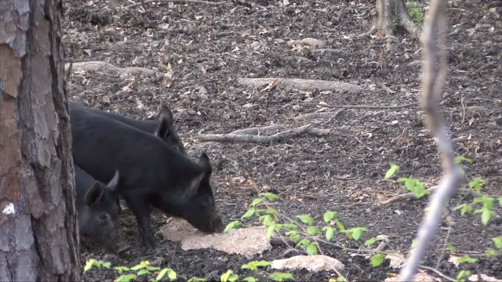 704 Outdoors - The Piglet Snatcher