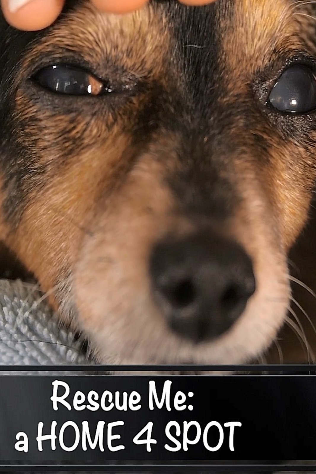 Rescue Me: A Home 4 Spot