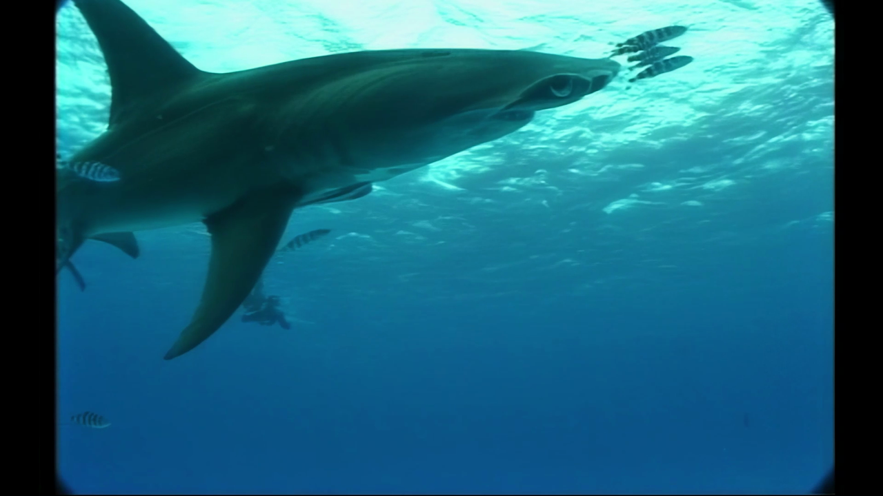 Underwater World for Kids — Episode 12