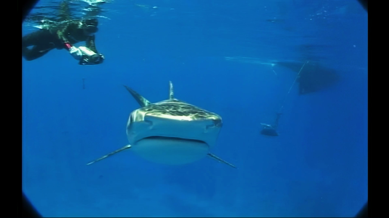 Underwater World for Kids — S1E9: Episode 9