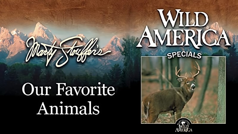 Wild America Special: Fantastic Follies