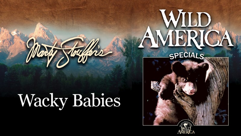 Wild America Special: Our Favorite Animals