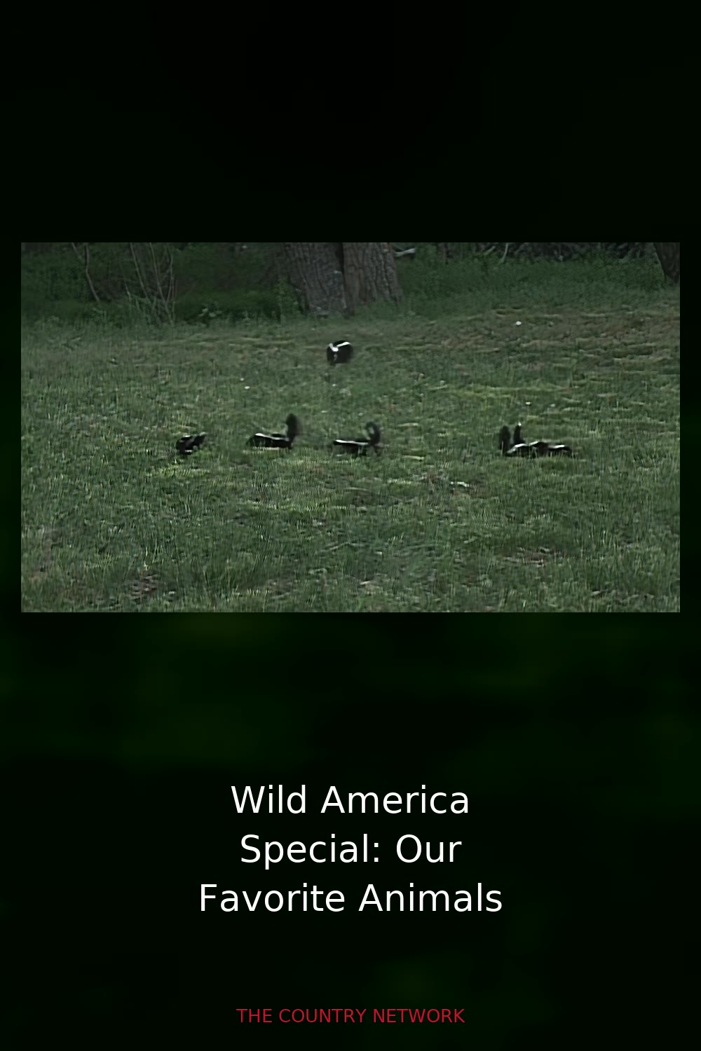Wild America Special: Our Favorite Animals