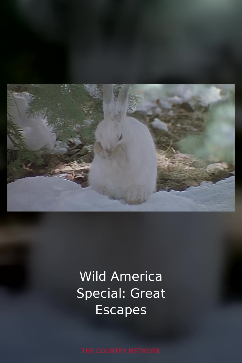 Wild America Special: Great Escapes